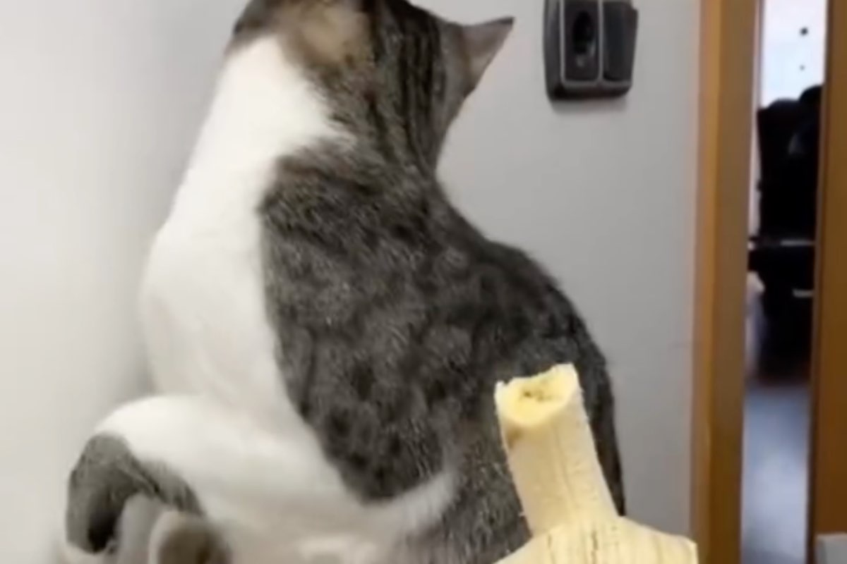 Gatto bianco dà le spalle a una banana