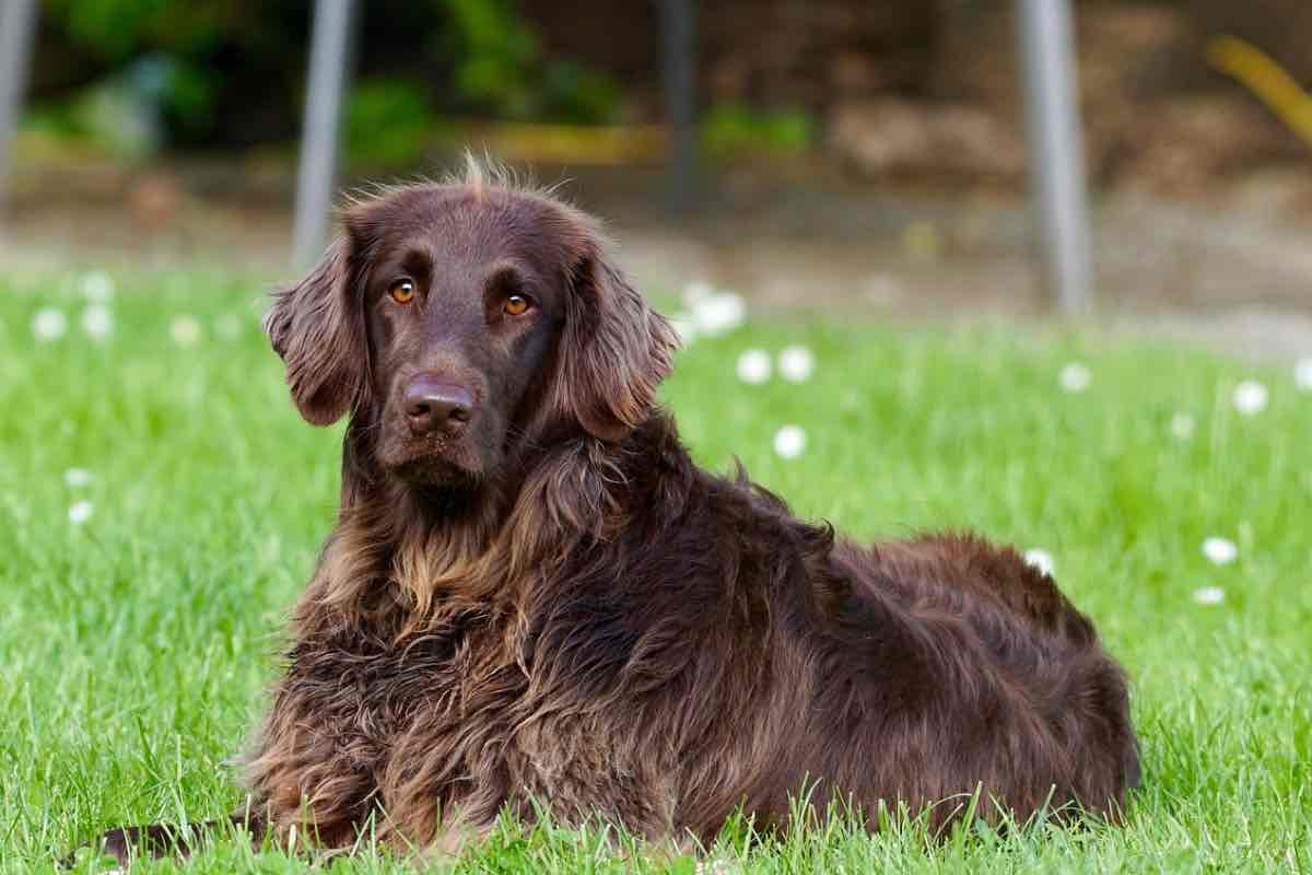 Cane marrone dal pelo lungo in un campo di margherite 