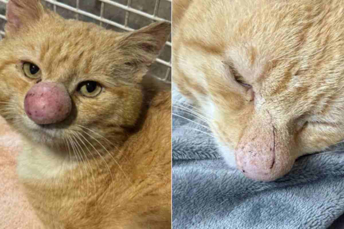 Gatto col naso enorme