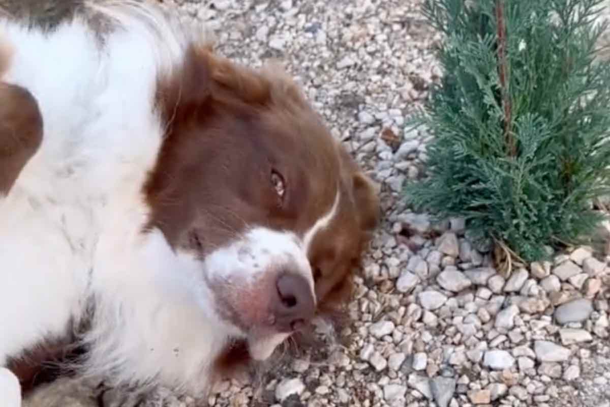Cane pastore australiano sdraiato accanto a una piccola pianta