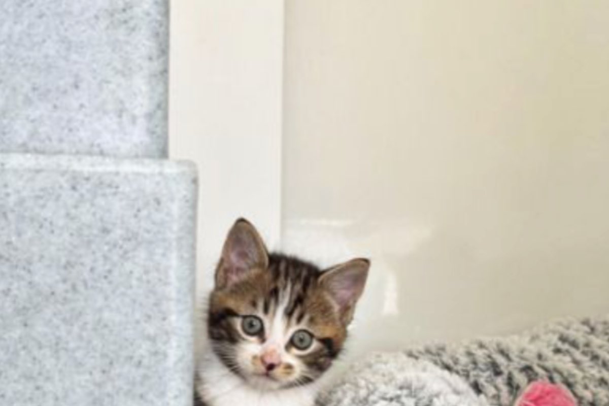 Cucciolo di gatto sporge con la testa al lato del divano