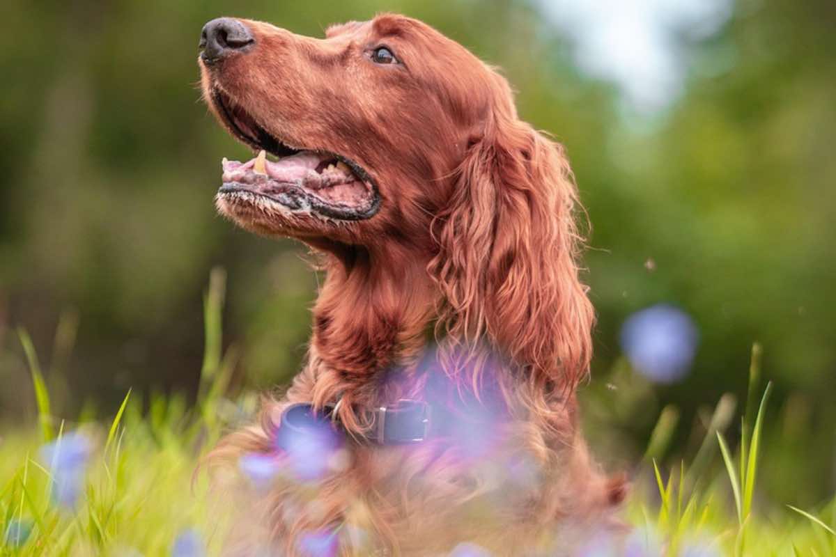 Cane dalle orecchie lunghe sbuca dell’erba alta