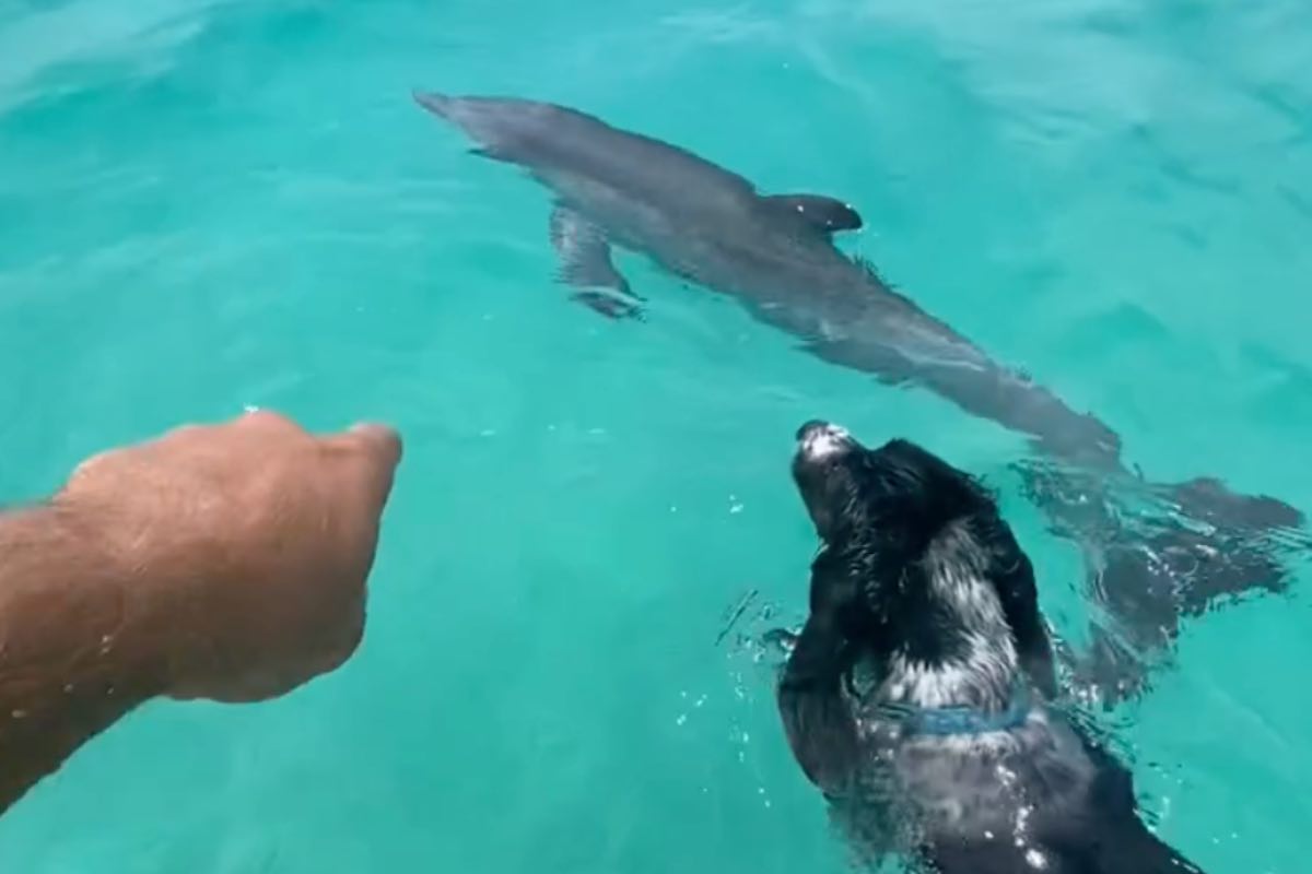 Cane nuota per raggiungere il delfino in acqua 