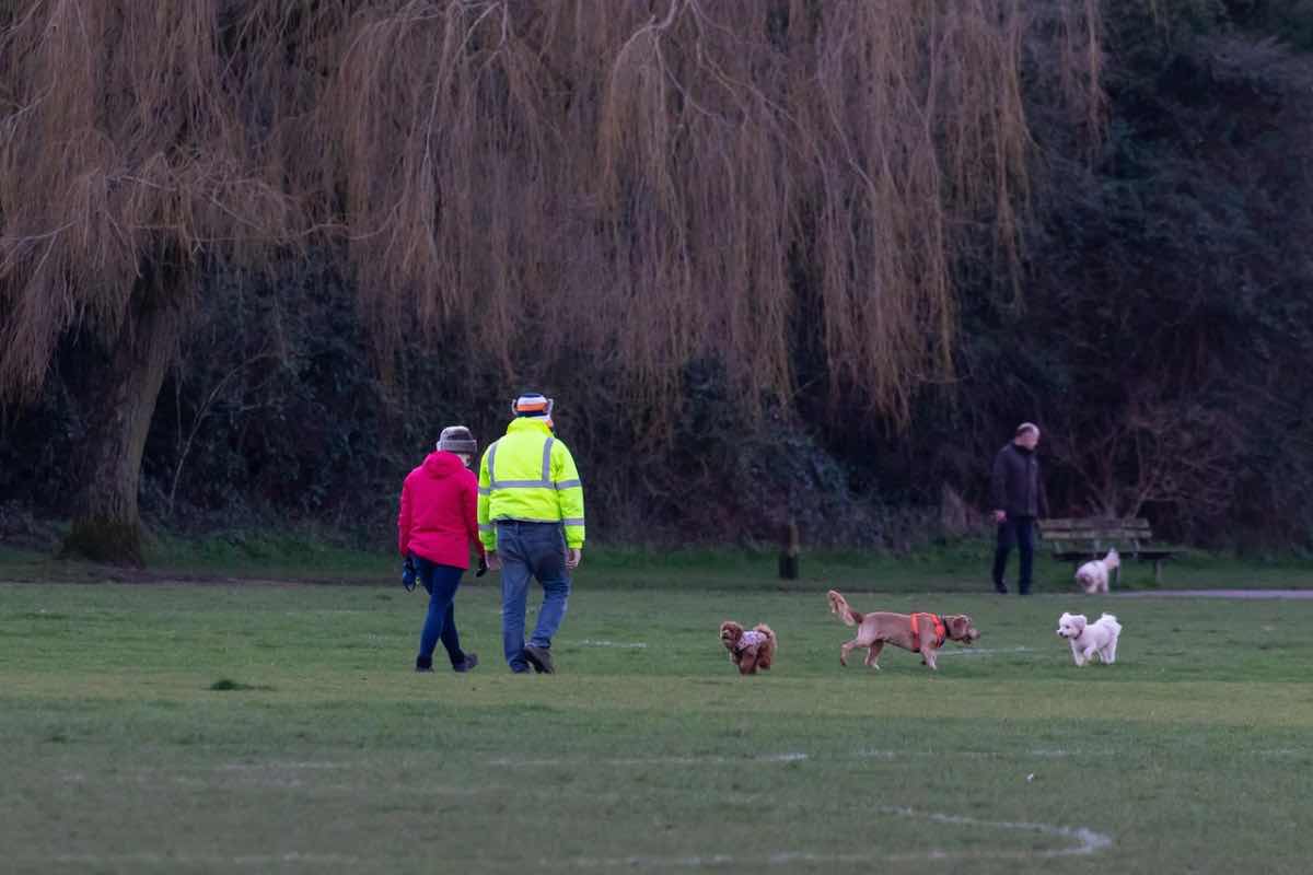 Passeggiata con i cani al parco