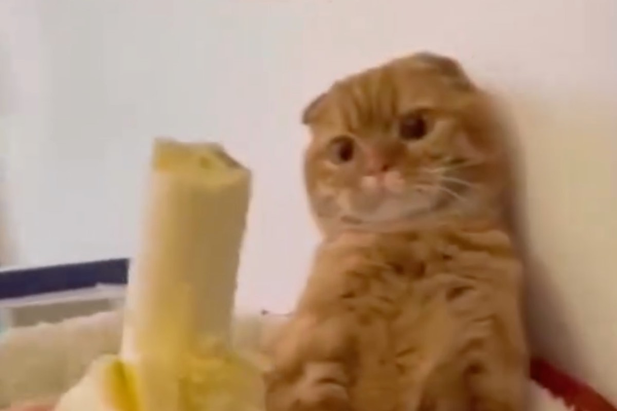 Gatto arancione si ritrae di fronte a una banana