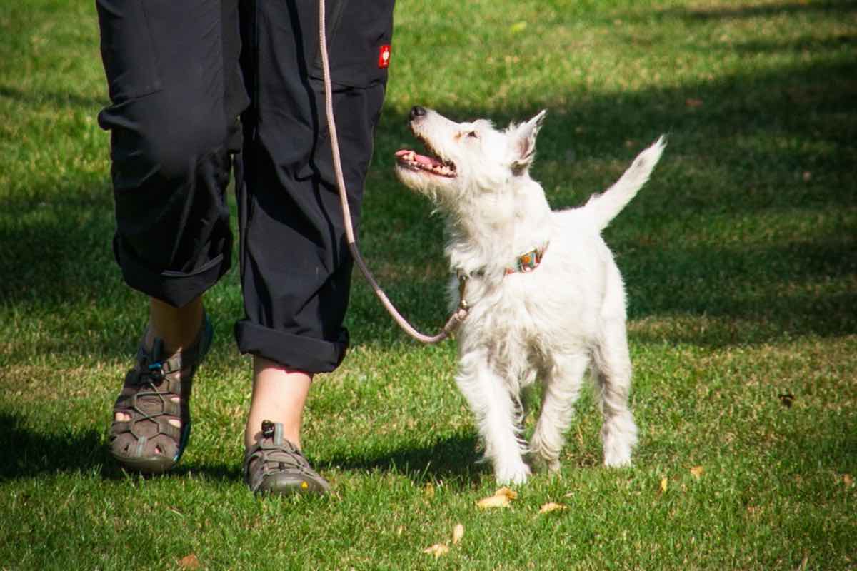 Cane bianco passeggia al guinzaglio nel parco
