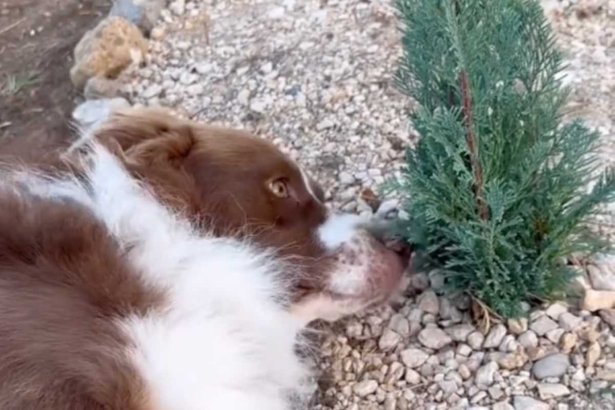 Il cane Bamboo veglia la tomba della sua amica