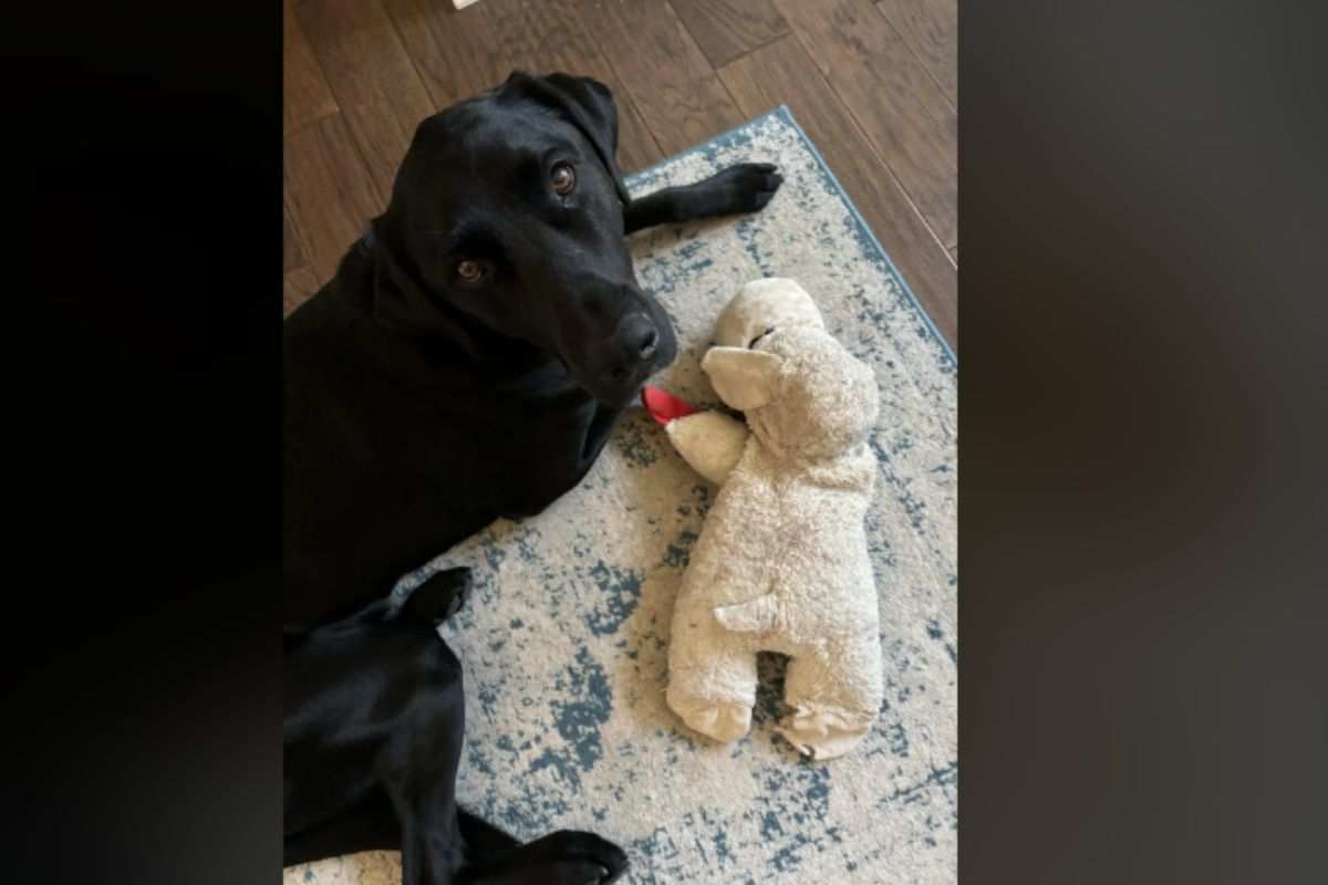 Labrador nero