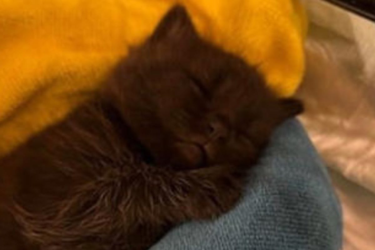 Piccolo gatto nero dorme su una coperta arancione e azzurra