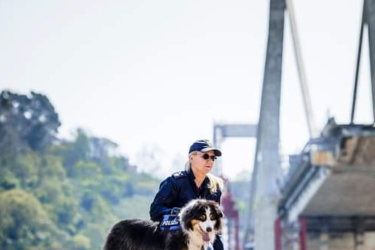 Cane tra le macerie del ponte a Genova