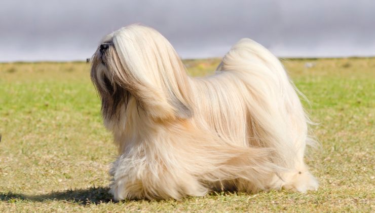 Lhasa Apso