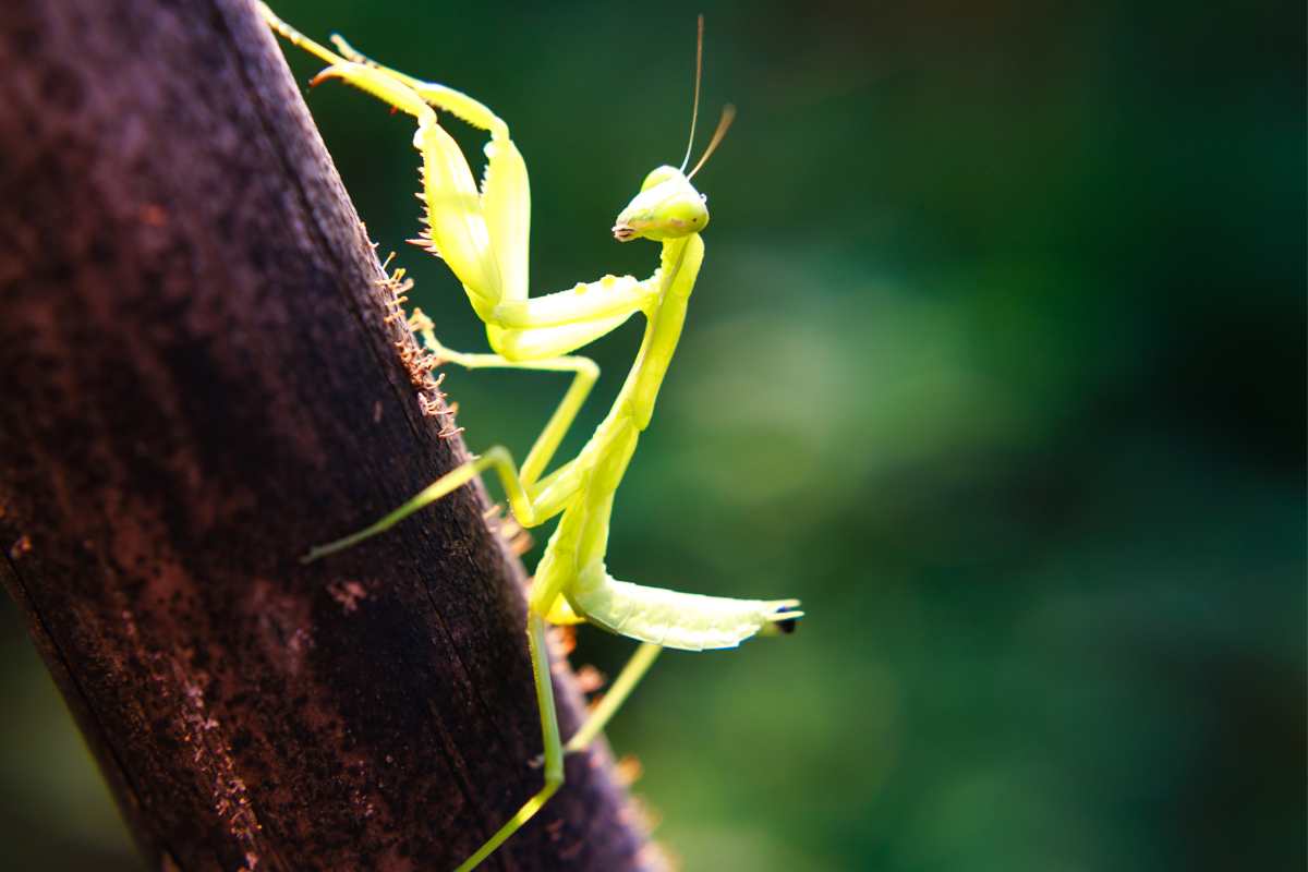 Mantide religiosa nel giardino