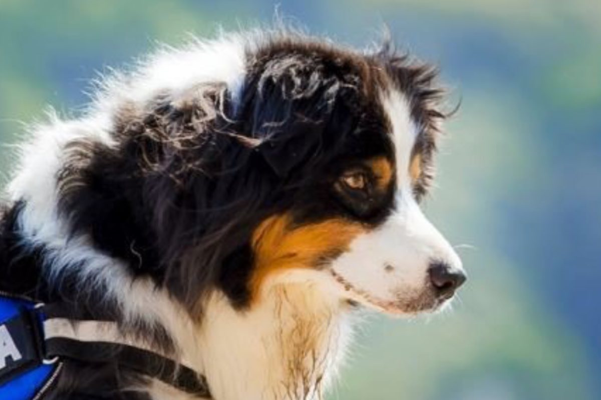 Cane di razza pastore australiano su sfondo naturale