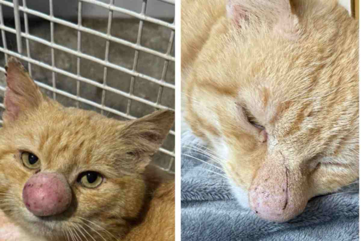 Naso del gatto prima e dopo