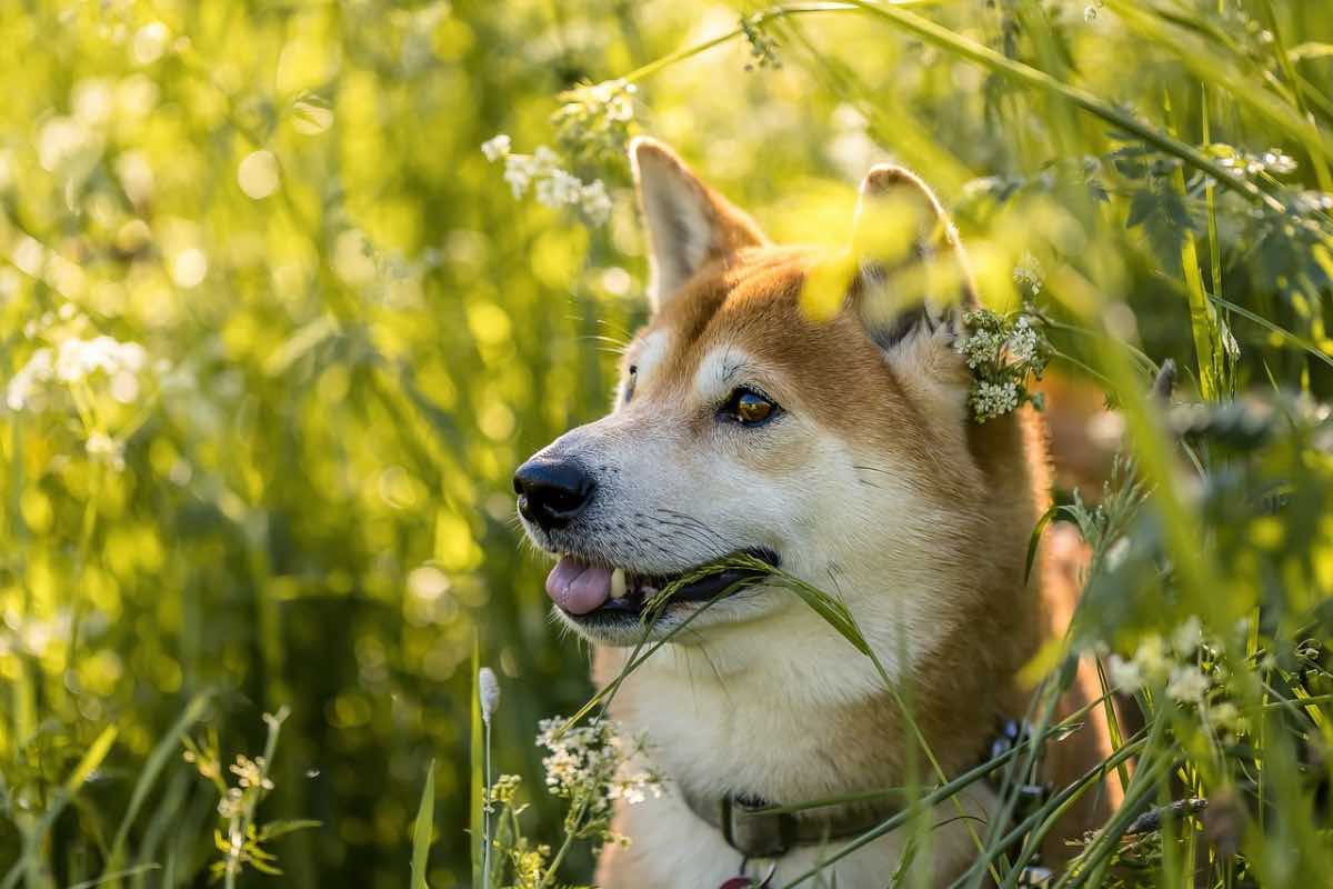 Cane Shiba con la testa tra l’erba alta