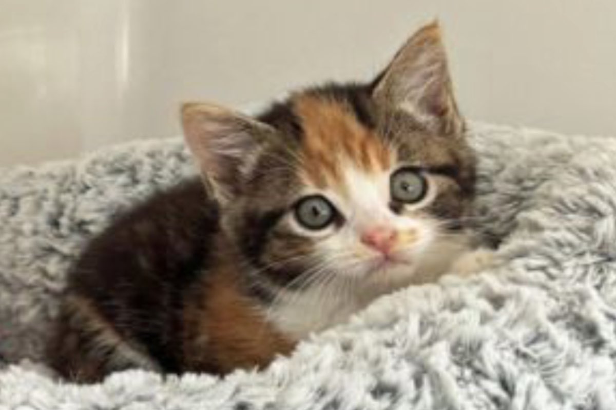 Piccolo gatto tricolore dagli occhi grigi sulla coperta