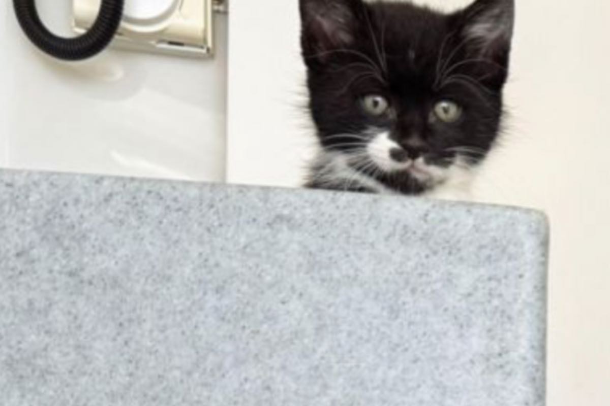 Gattino bianco e nero dagli occhi verdi in casa