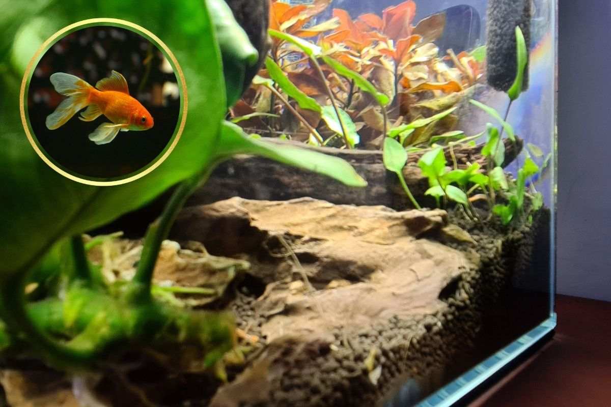 pesci nell'acquario