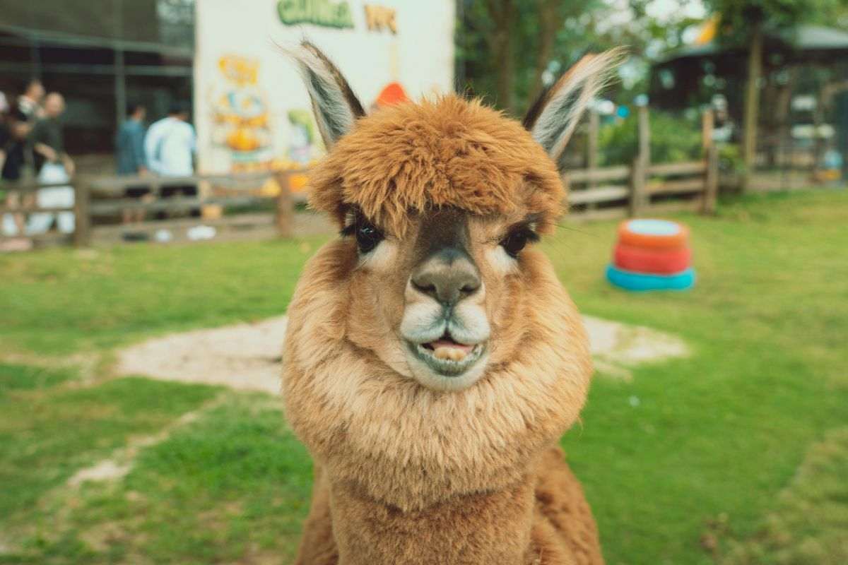alpaca