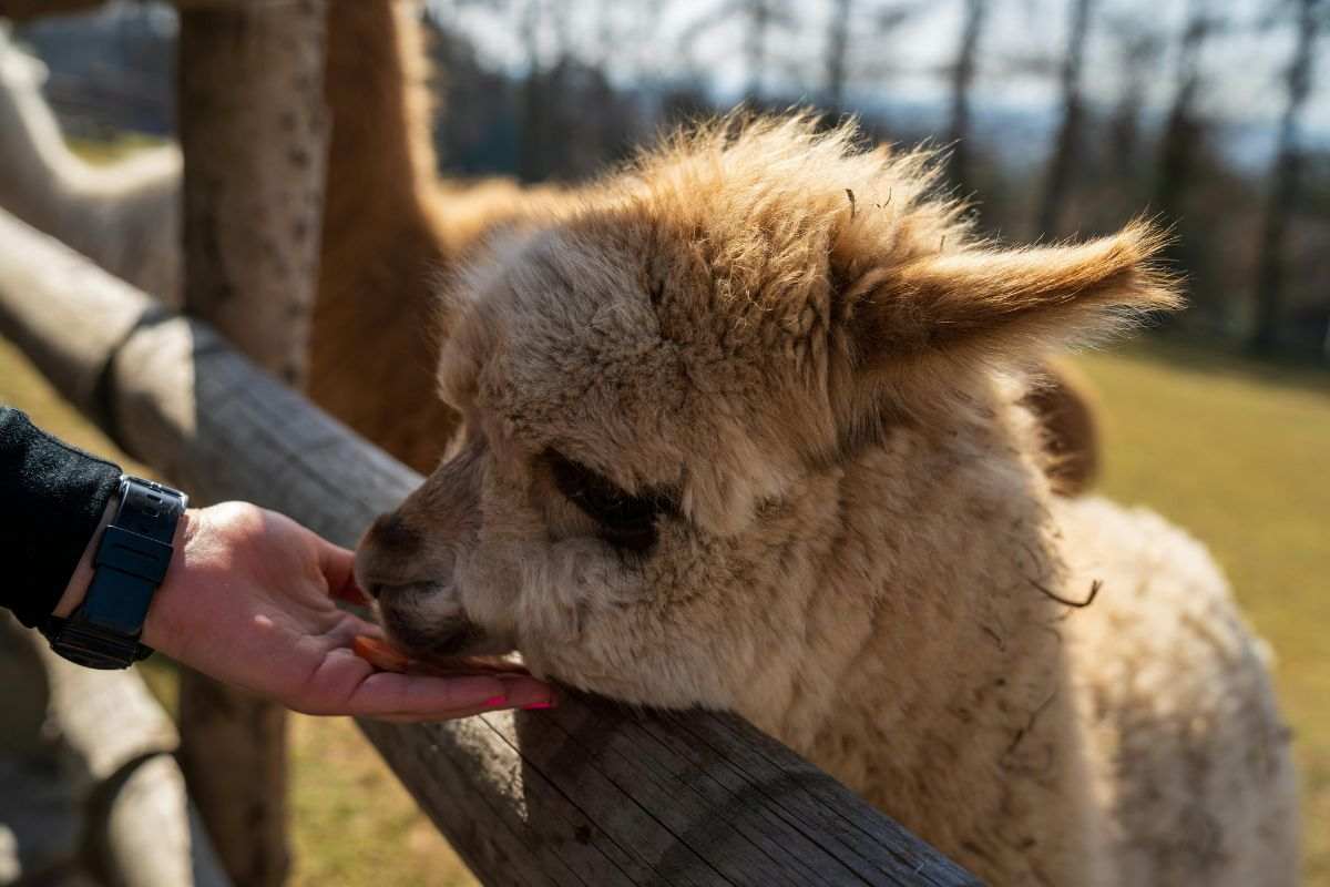alpaca in fattoria