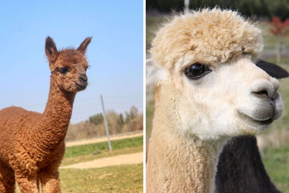 alpaca