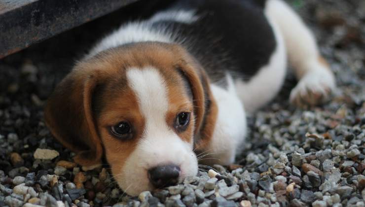 beagle