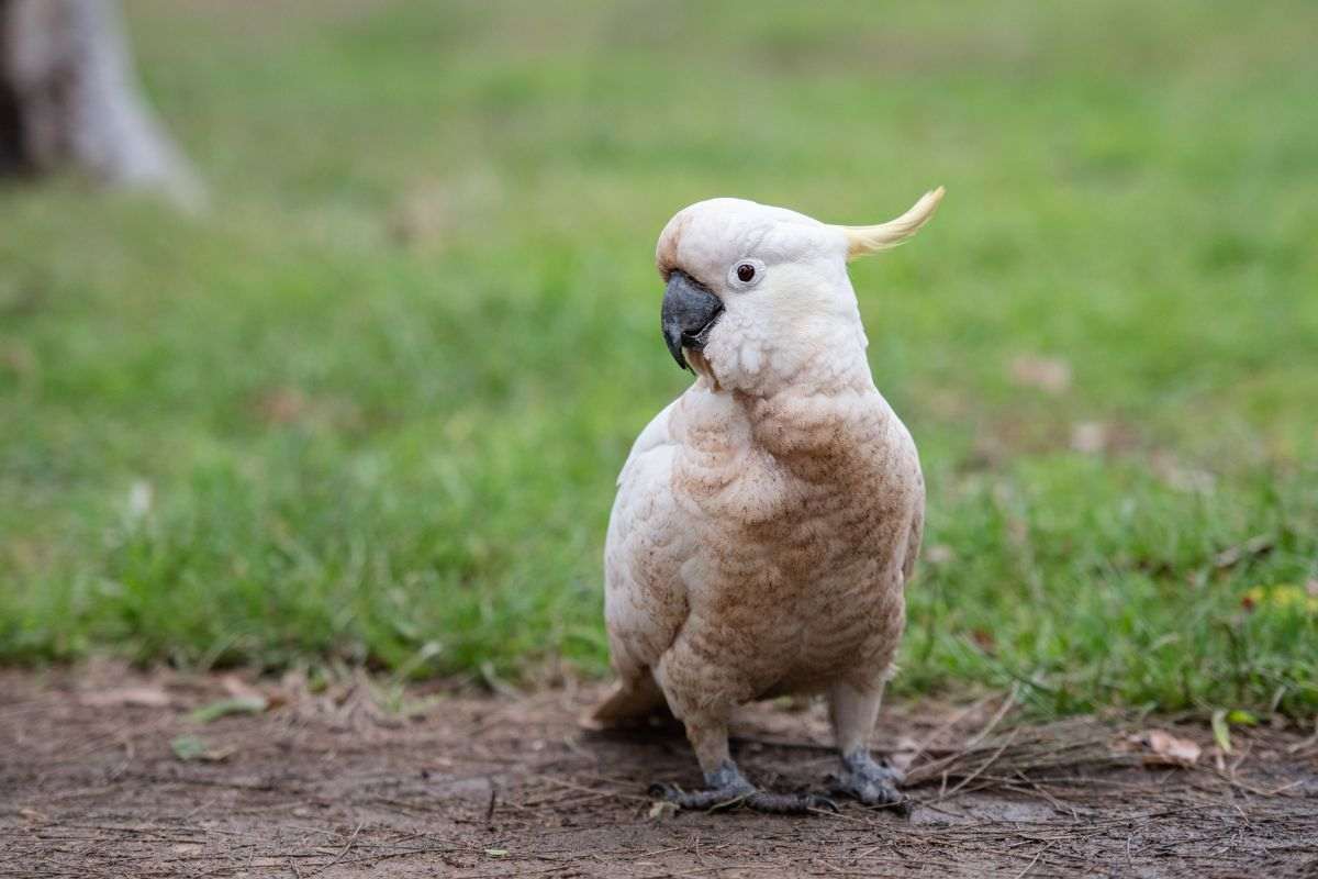 cacatua