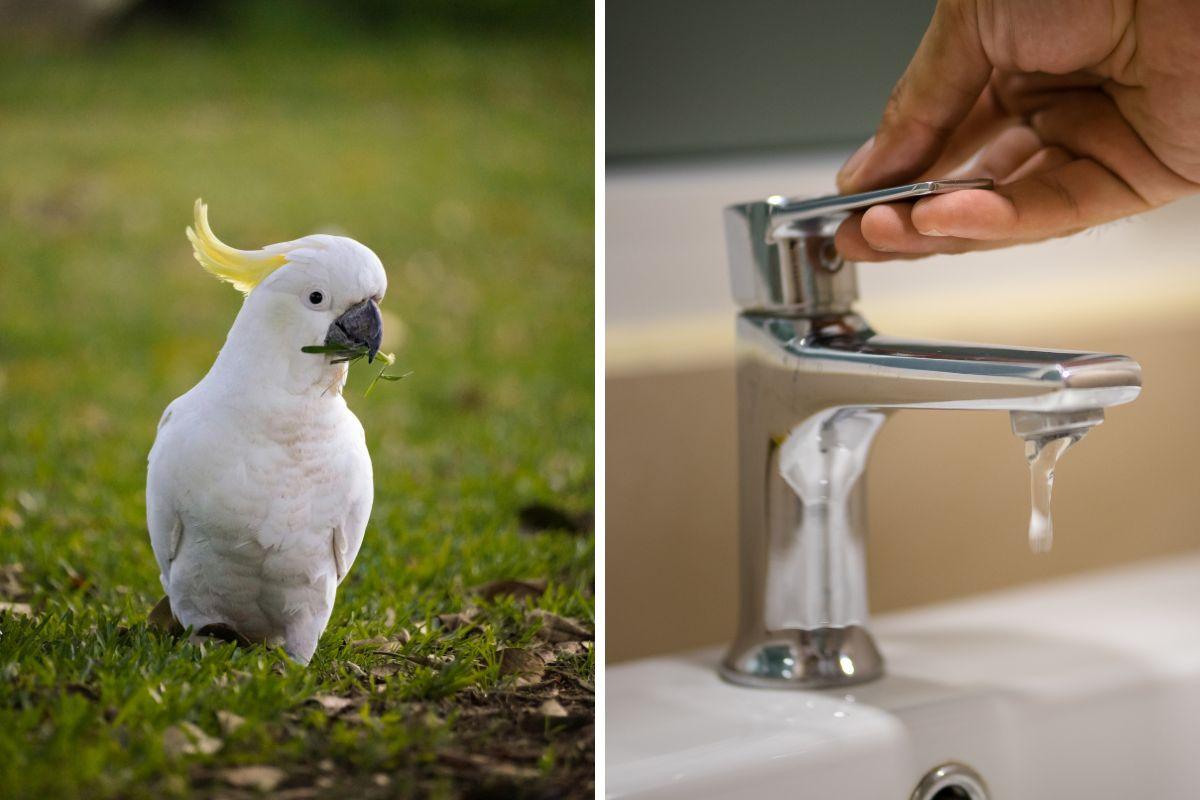 cacatua