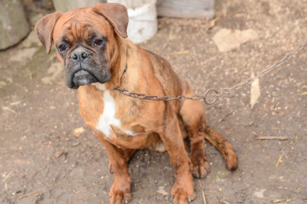 cagnolino incatenato