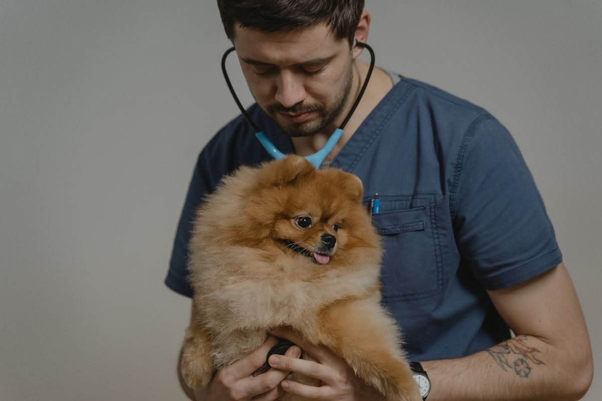 cane dal veterinario