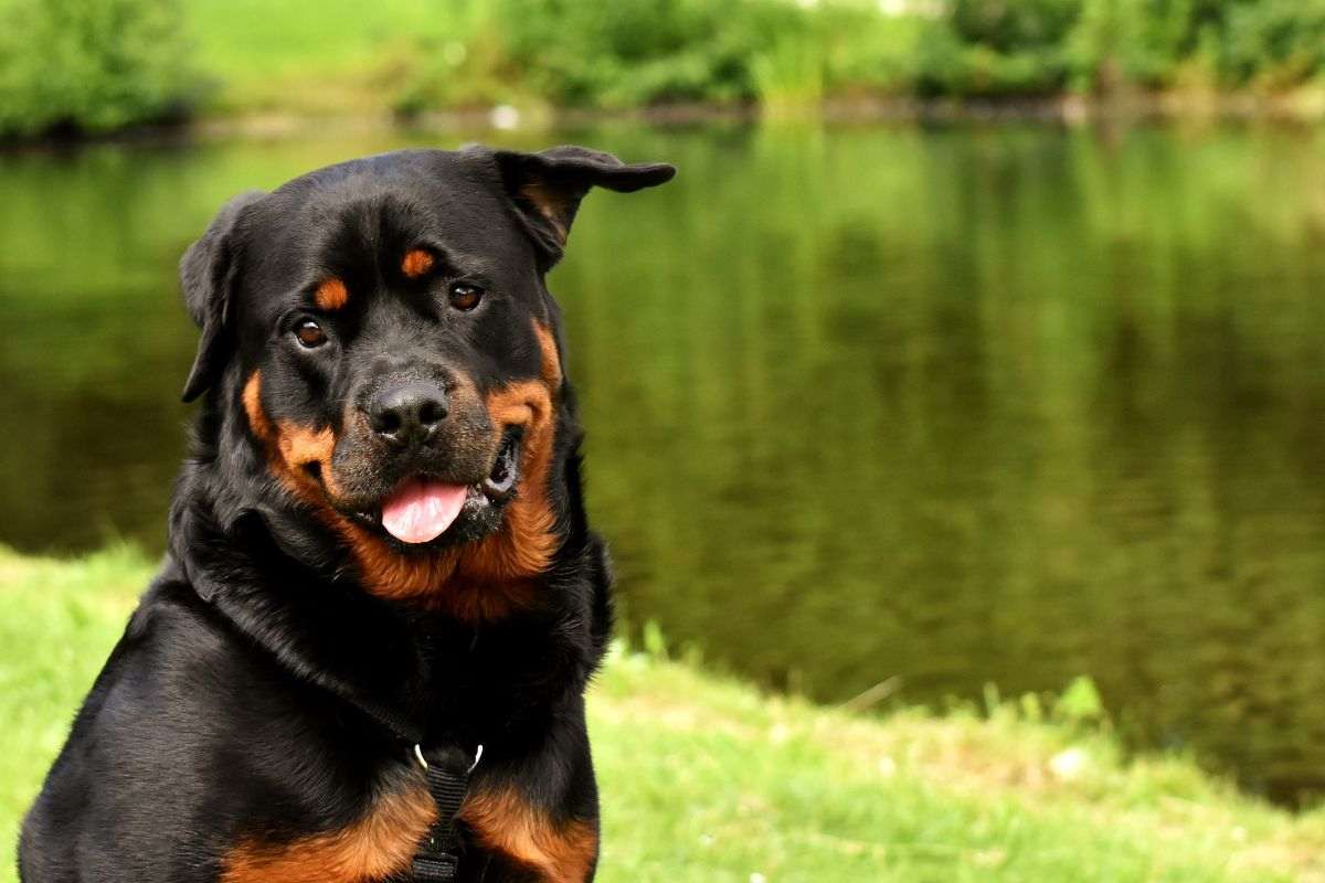 cane al lago per il caldo