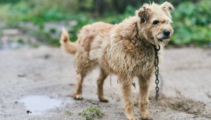 cane alla catena