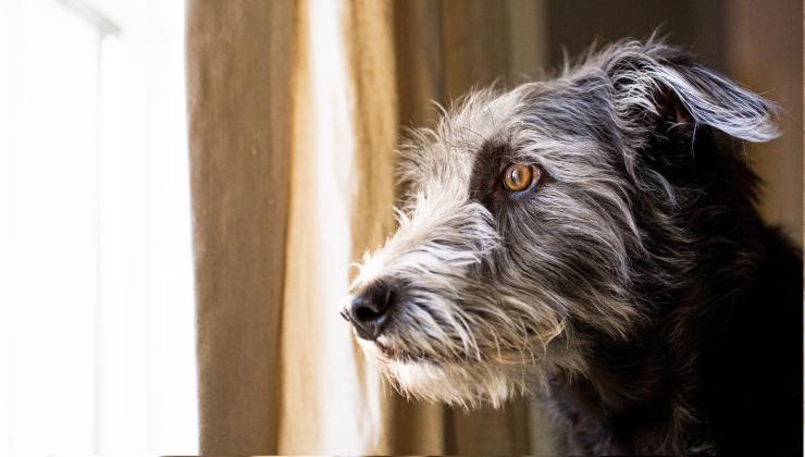 cane ansioso alla finestra