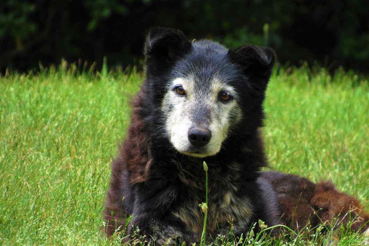 cane anziano riposa