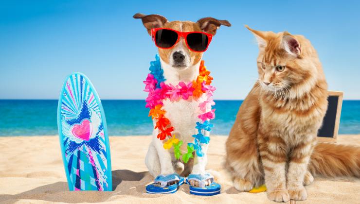 cane e gatto al mare