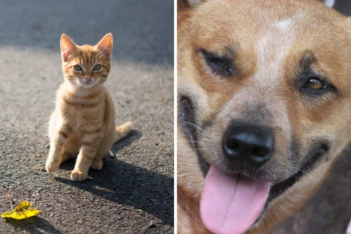 cane e gatto
