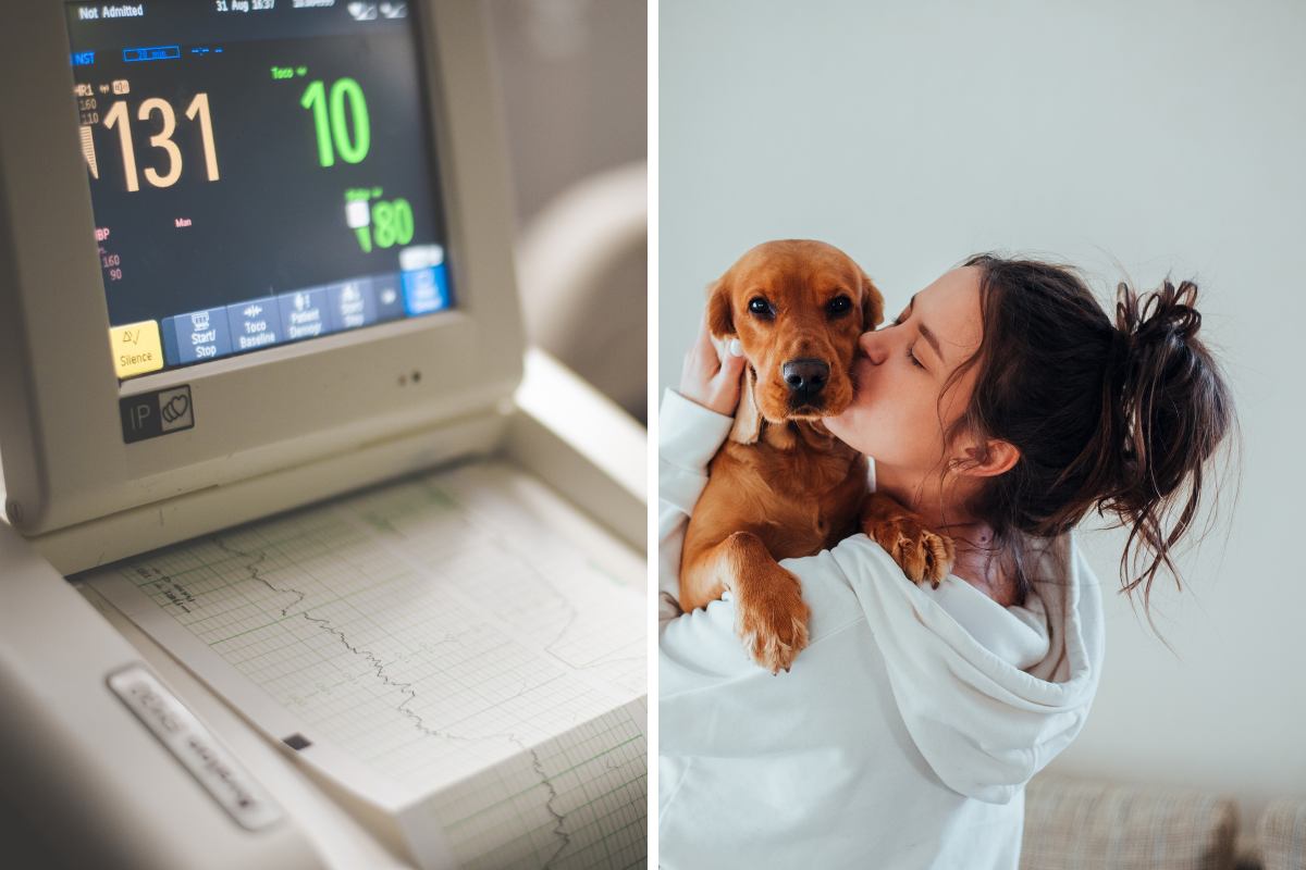 cane in braccio alla proprietaria