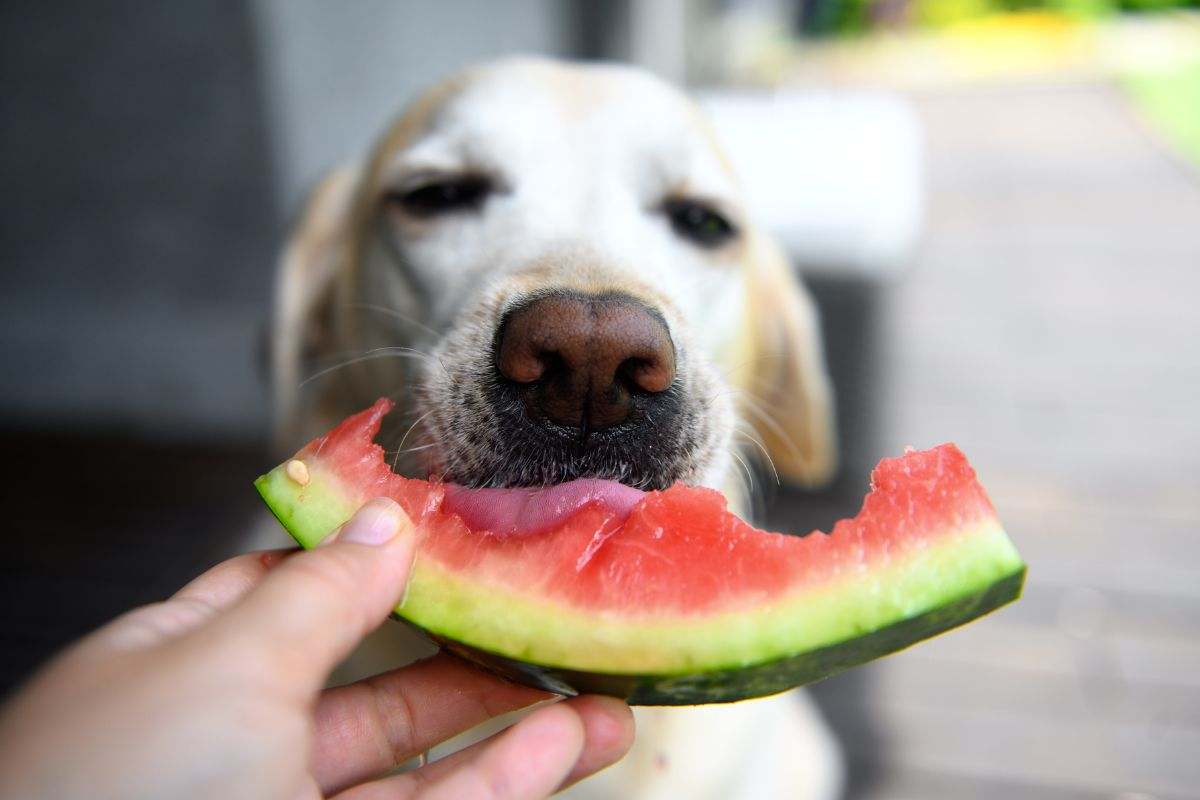 Anguria al cane