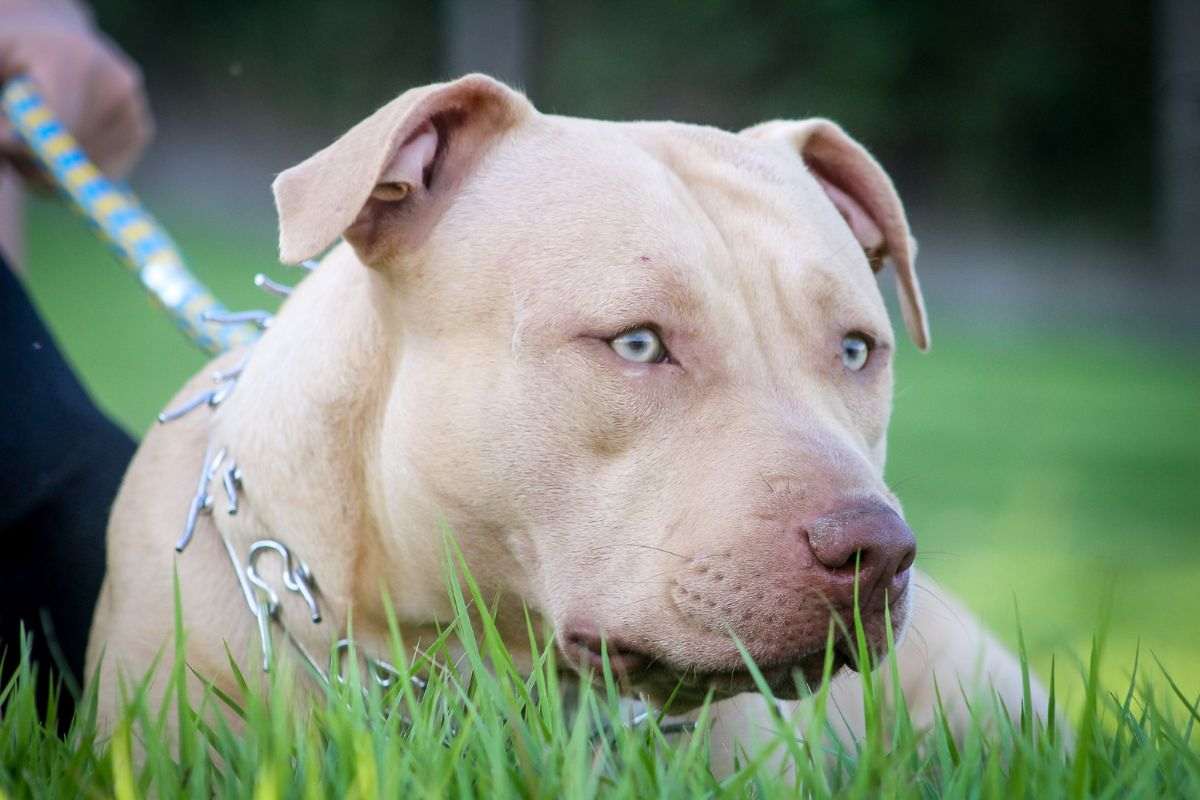 cane nel parco