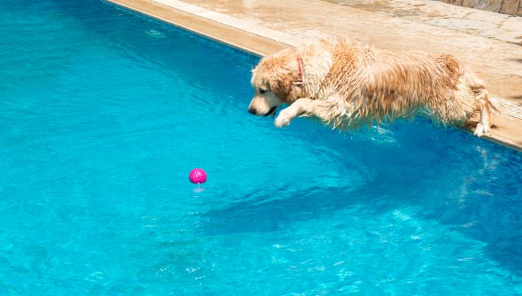 cane si tuffa in piscina