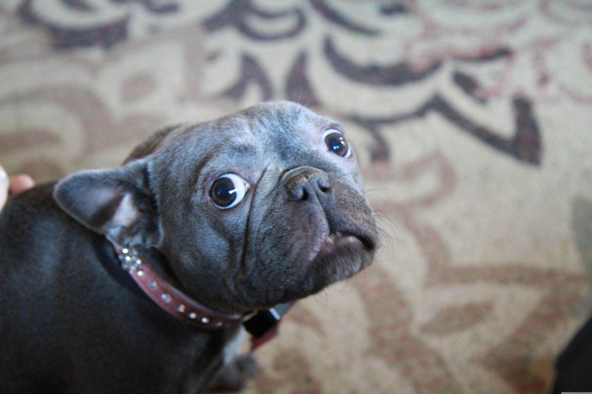 cane impaurito