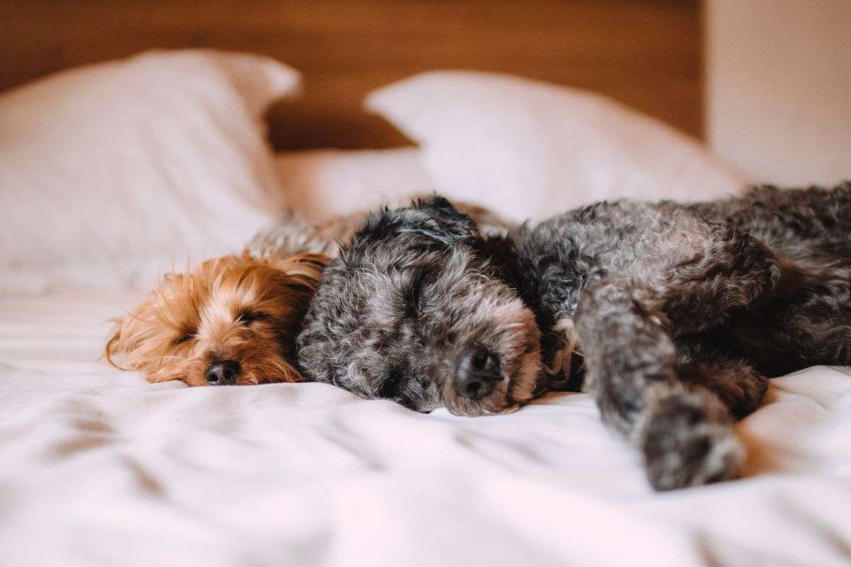cane che riposa