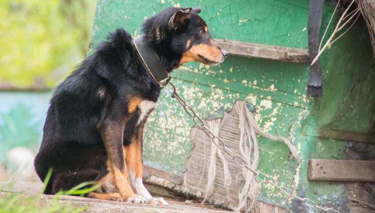cane triste alla catena