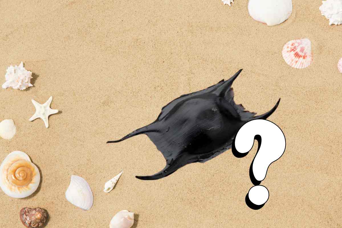 che cosa è il borsellino delle sirene