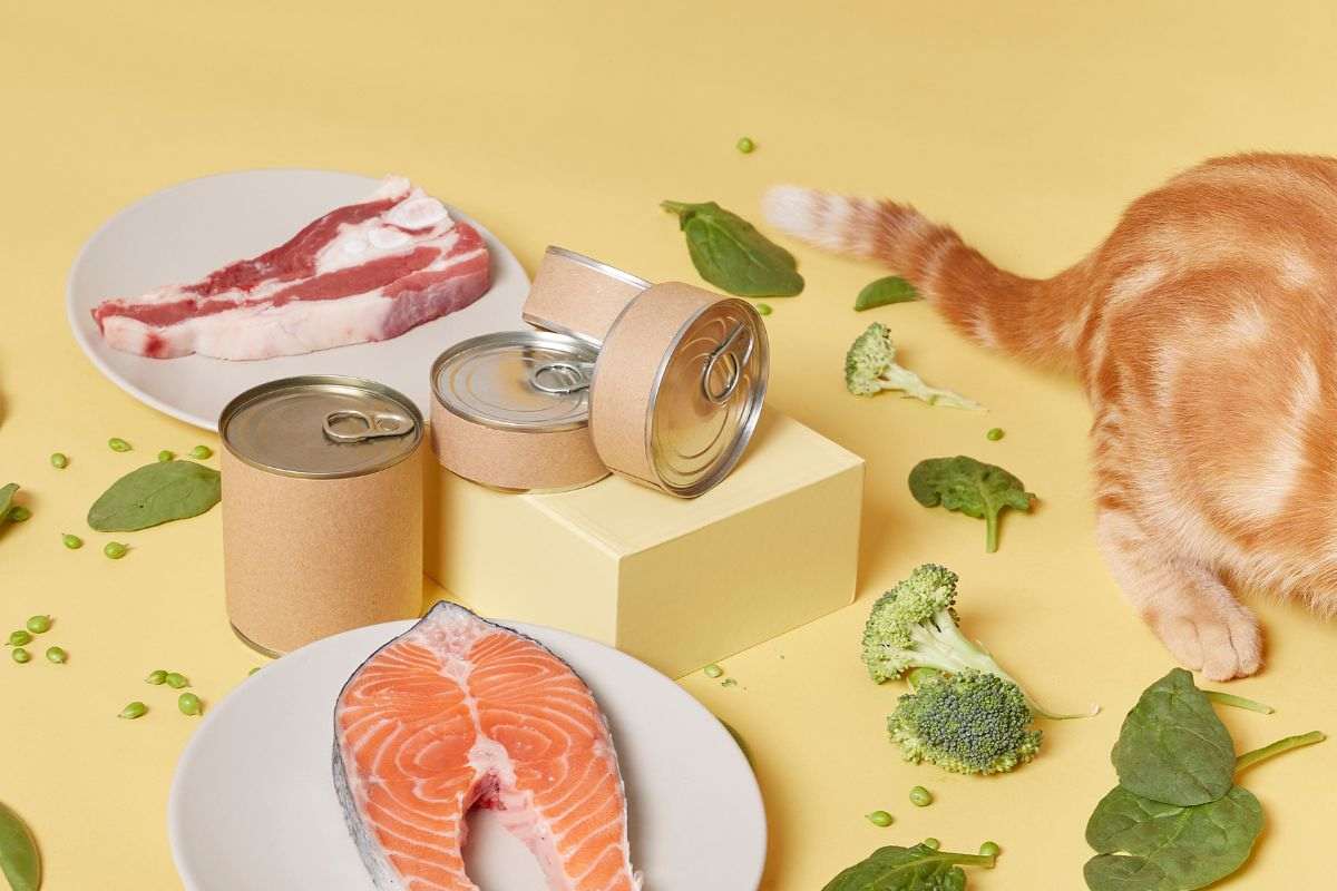 cibo gatto