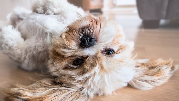 comportamenti particolari del cagnolino
