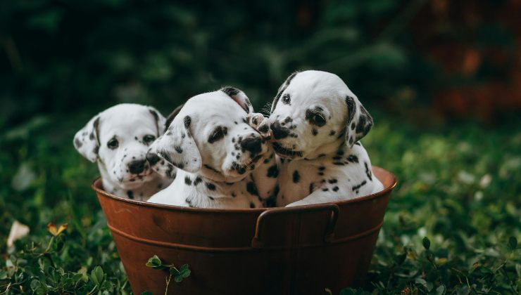 cuccioli di dalmata