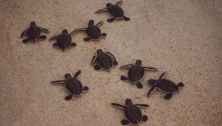 cuccioli di tartaruga marina