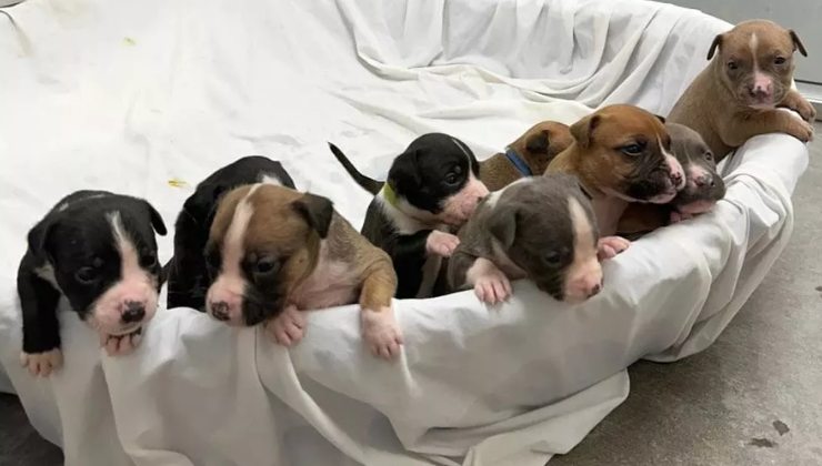 cuccioli salvati