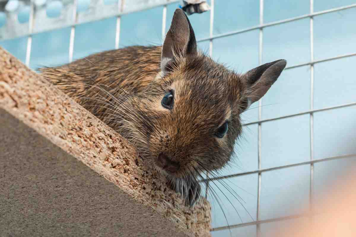 degu